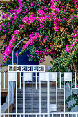 Rhododendron Blumen in Monterosso al Mare, Cinque Terre, Ligurien, Italien, Europa