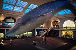 Besucher sitzen unter Blauwal Rekonstruktion hängt an Decke des Amerikanischen Naturkunde Museums, Manhattan, New York City, Vereinigte Staaten von Amerika, USA, Nordamerika
