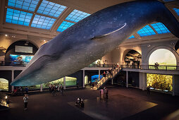 visitors sitting beneath a blue whale reconstruction hanging for the ceiling of American Museum of Natural History, Manhattan, NYC, New York City, United States of America, USA, North America