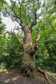 Dicke Marie, aeltester Baum von Berlin, ca. 500 bsi 700 Jahre alt, Durchmnesser 665 cm, Hoehe 26 Meter,  Querus robur , Stieleiche, Tegeler See, Berlin