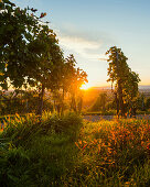 vineyards, sunset, Ehrenstetten, near Freiburg im Breisgau, Markgräflerland, Black Forest, Baden-Württemberg, Germany