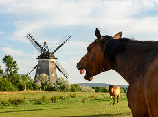 Lachendes Pferd vor der Windmühle von Benz, Usedom, Ostseeküste, Mecklenburg-Vorpommern Deutschland
