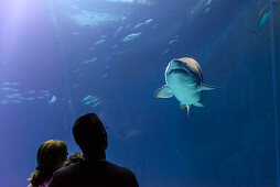 Aquarium mit Hai im Ozeaneum, Stralsund, Ostseeküste, Mecklenburg-Vorpommern, Deutschland