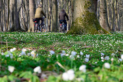 Cyclist in the ghost forest near Nienhagen, Baltic Sea Coast, Mecklenburg-Western Pomerania Germany