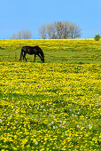 Horses on a flower meadow, Insel Poel, Ostseeküste, Mecklenburg-Vorpommern, Germany