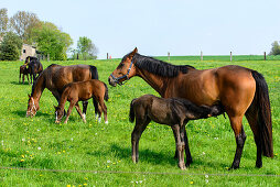 Horses with foals on a meadow, Insel Poel, Ostseeküste, Mecklenburg-Western Pomerania, Germany