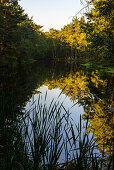 Ribnitzer Großes Moor/Dierhäger Moor bei Graal-Müritz, Ostseeküste, Mecklenburg-Vorpommern, Deutschland