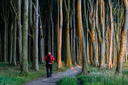 Pedestrians in the ghost forest near Nienhagen, Ostseeküste, Mecklenburg-Western Pomerania, Germany