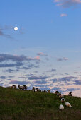 Landscape with sheep and moon, Zickerschen Alps, Moenchgut, Rügen, Ostseeküste, Mecklenburg-Western Pomerania, Germany