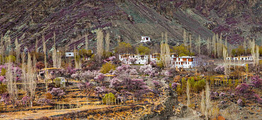 abloom apricot tree in Ladakh, India, Asia