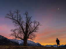 A man stands at the blue hour on a hill next to a tree and looks towards Karwendel and Wetterstein mountains, Eschenlohe, Upper Bavaria, Germany