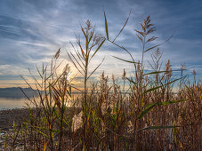 View through the reeds to the sunset over the Chiemsee and the Chiemgau Alps, Chieming, Upper Bavaria, Germany