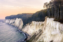Autumn coloration on the chalk cliffs, Ruegen, Baltic Sea coast, Mecklenburg-Vorpommern, Germany