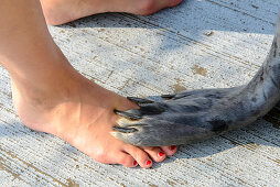 Seal Dog Show at the Marine Center in Warnemuende, Rostock, Baltic Sea Coast, Mecklenburg-Vorpommern Germany