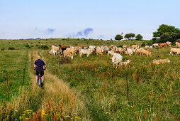 Herd of cows and cyclists in front of lighthouse Dornbusch, Hiddensee, Ruegen, Baltic Sea coast, Mecklenburg-Vorpommern, Germany