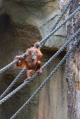 Orangutan in Darwineum from Zoo Rostock, Ostseekueste, Mecklenburg-Vorpommern Germany