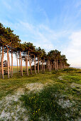 Landschaft beim Leuchtturm Hellen im Abendlicht, Hiddensee, Rügen, Ostseeküste, Mecklenburg-Vorpommern, Deutschland