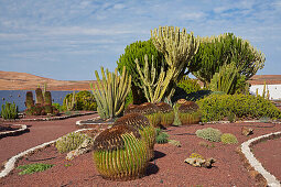 Kakteengarten im Freilichtmuseum Museo del Queso Majorero, Antigua, Fuerteventura, Kanaren, Kanarische Inseln, Islas Canarias, Atlantik, Spanien, Europa