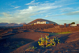Weinbaugebiet La Geria am Fuß der Feuerberge, Lanzarote, Kanaren, Kanarische Inseln, Islas Canarias, Spanien, Europa