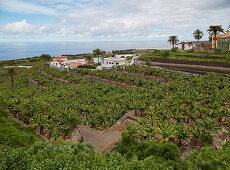 Blick auf Bananenplantagen bei Icod de los Vinos, Teneriffa, Kanaren, Kanarische Inseln, Islas Canarias, Atlantik, Spanien, Europa
