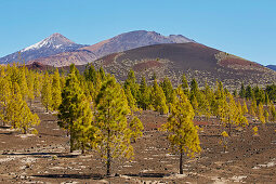 Canarian pine forest, Volcano Volcán de la Botija and view at the Pico Viejo and Teide, Natural Heritage of the World, Tenerife, Canary Islands, Islas Canarias, Spain, Europe