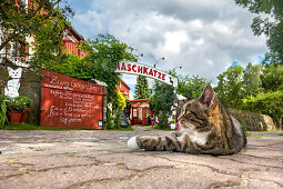 Katze vor Café Naschkatze, Krummin, Usedom, Mecklenburg-Vorpommern, Deutschland