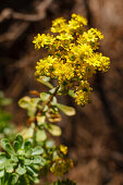 Spatelblättrige Dachwurz, Aeonium spathulatum, endemische Pflanze, Endemit, UNESCO Biosphärenreservat, La Palma, Kanarische Inseln, Spanien, Europa