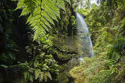 Cascada de los Tilos, waterfall, Barranco del Agua, gorge, laurel forest, UNESCO Biosphere Reserve, La Palma, Canary Islands, Spain, Europe