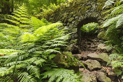 giant ferns, water channal bridge, laurel forest, Barranco de la Galga, gorge, east slope of Caldera de Taburiente, Parque Natural de las Nieves, UNESCO Biosphere Reserve, La Palma, Canary Islands, Spain, Europe