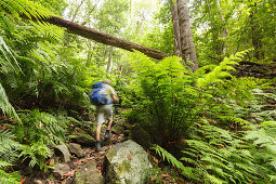 hiker, hiking tiur, giant ferns, laurel forest, Barranco de la Galga, gorge, east slope of Caldera de Taburiente, Parque Natural de las Nieves, UNESCO Biosphere Reserve, La Palma, Canary Islands, Spain, Europe