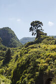 Lomo de Tabacal, Barranco de San Juan, gorge, near San Juan, east slope of Caldera de Taburiente, Parque Natural de las Nieves, UNESCO Biosphere Reserve, La Palma, Canary Islands, Spain, Europe