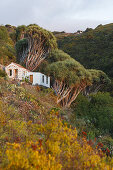 Landhaus bei den Dragos Salvatierra, Drachenbäume, lat. Dracaena draco, bei Santo Domingo de Garafia, UNESCO Biosphärenreservat, La Palma, Kanarische Inseln, Spanien, Europa