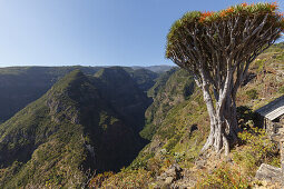 Drachenbaum, lat. Dracaena draco, El Tablado, Dorf, Nordküste, UNESCO Biosphärenreservat, La Palma, Kanarische Inseln, Spanien, Europa