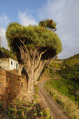 Dragon trees, lat. Dracaena draco, La Tosca, near Barlovento, UNESCO Biosphere Reserve, La Palma, Canary Islands, Spain, Europe
