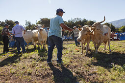 arrival of the cattle in the morning, livestock fair in San Antonio del Monte, Garafia region, UNESCO Biosphere Reserve, La Palma, Canary Islands, Spain, Europe