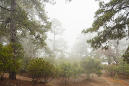 El Fayal pinewood near Puntagorda, Puntagorda, UNESCO Biosphere Reserve, La Palma, Canary Islands, Spain, Europe