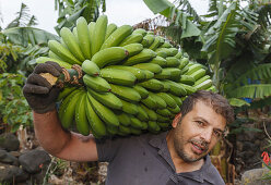 Arbeiter in einer Bananenplantage, Mann, Ernte, Monte Brena, UNESCO Biosphärenreservat,  La Palma, Kanarische Inseln, Spanien, Europa