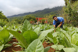 Arbeiter, Mann, Tabakplantage für Zigarren, Brena Alta, UNESCO Biosphärenreservat, La Palma, Kanarische Inseln, Spanien, Europa