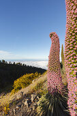 Tajinaste-plants, lat. Echium wildpretii, endemic plant, outside crater edge, Caldera de Taburiente, UNESCO Biosphere Reserve, La Palma, Canary Islands, Spain, Europe