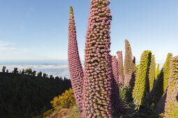 Tajinaste-Pflanzen, lat. Echium wildpretii, endemische Pflanze, äußerer Kraterrand der Caldera de Taburiente, UNESCO Biosphärenreservat, La Palma, Kanarische Inseln, Spanien, Europa