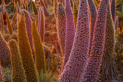 Tajinaste-Pflanzen, lat. Echium wildpretii, endemische Pflanze, äußerer Kraterrand der Caldera de Taburiente, UNESCO Biosphärenreservat, La Palma, Kanarische Inseln, Spanien, Europa