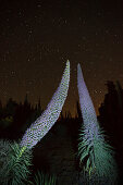 Sternenhimmel, Sterne, Tajinaste-Pflanzen, lat. Echium wildpretii, endemische Pflanze, äußerer Kraterrand der Caldera de Taburiente, UNESCO Biosphärenreservat, La Palma, Kanarische Inseln, Spanien, Europa