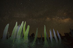 starry sky, stars, Tajinaste plants, lat. Echium wildpretii, endemic plant, outside crater edge, Caldera de Taburiente, UNESCO Biosphere Reserve, La Palma, Canary Islands, Spain, Europe