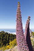 Tajinaste-Pflanzen, lat. Echium wildpretii, endemische Pflanze, äußerer Kraterrand der Caldera de Taburiente, UNESCO Biosphärenreservat, La Palma, Kanarische Inseln, Spanien, Europa