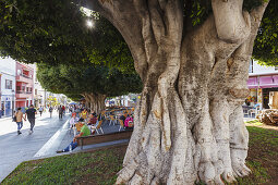 rubber plant, lat. Ficus benjamina, street cafe, Plaza de Espana, main square, Los Llanos de Aridane, UNESCO Biosphere Reserve, La Palma, Canary Islands, Spain, Europe