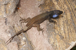 Western Canaries lizard, lat. gallotia galloti palmae, endemism, UNESCO Biosphere Reserve, La Palma, Canary Islands, Spain, Europe