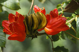 flowers of african tulip tree, lat. Spathodea campanulata, El Jardin de las Delicias, Parque Botanico, town park, designed by the artist Luis Morera, Los Llanos de Aridane, UNESCO Biosphere Reserve, La Palma, Canary Islands, Spain, Europe