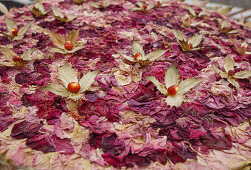 carpet of flowers for the procession, Corpus Christi, Feast of Corpus Christi, Villa de Mazo, UNESCO Biosphere Reserve, La Palma, Canary Islands, Spain, Europe