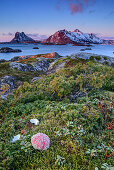 Seeigel liegt an Küste mit verschneiten Bergen im Hintergrund, Lofoten, Nordland, Norwegen