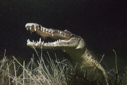 Beulenkrokodil jagt nachts, Crocodylus moreletii, Cancun, Yucatan, Mexiko